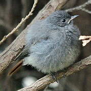 Black Redstart