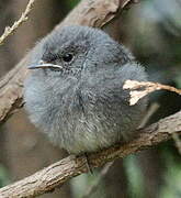 Black Redstart