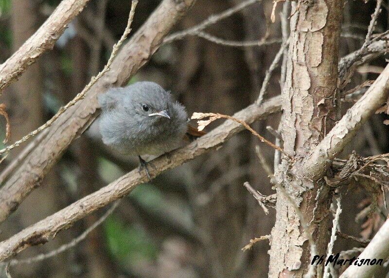 Black Redstart