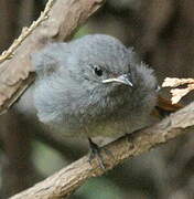 Black Redstart