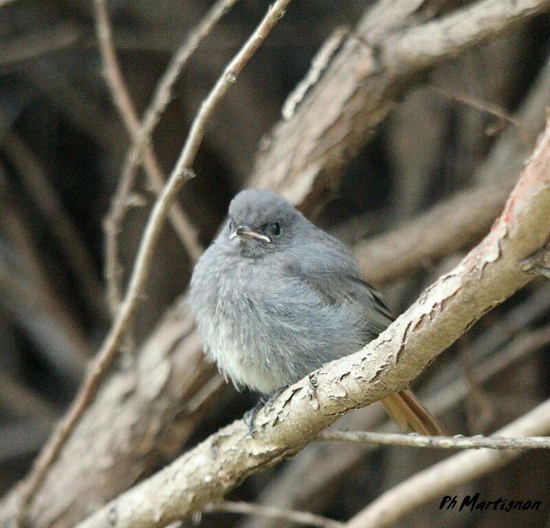 Black Redstartjuvenile