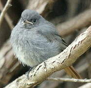 Black Redstart