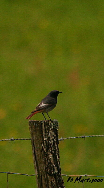 Black Redstart male