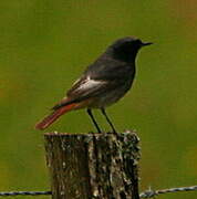 Black Redstart