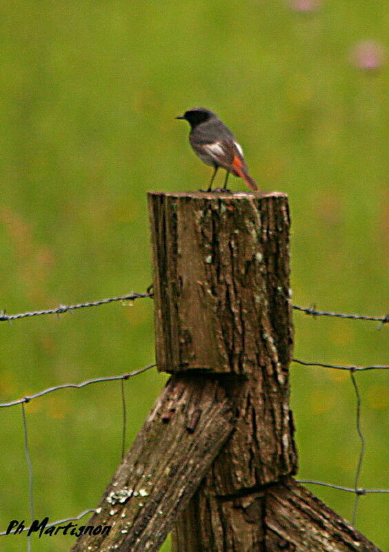 Rougequeue noir mâle