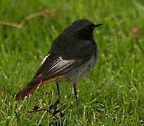 Black Redstart