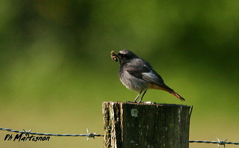 Black Redstart male