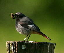 Black Redstart