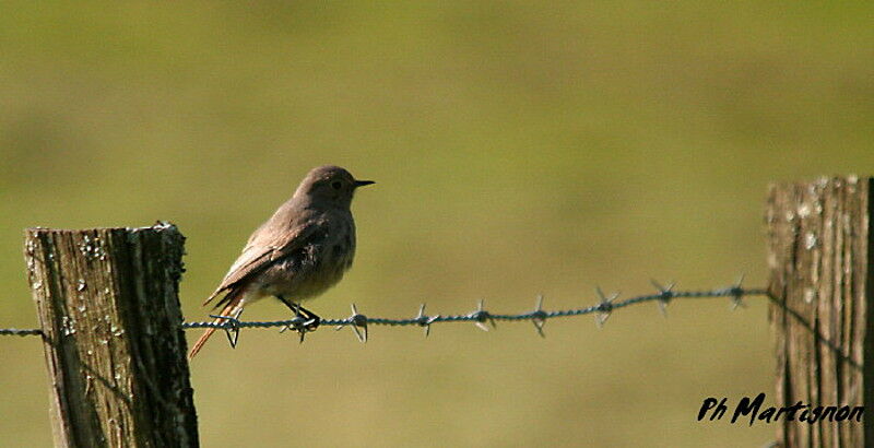 Black Redstart female