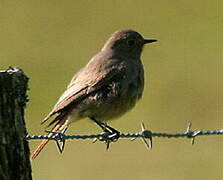 Black Redstart