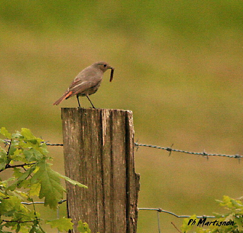 Black Redstart female