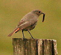 Black Redstart