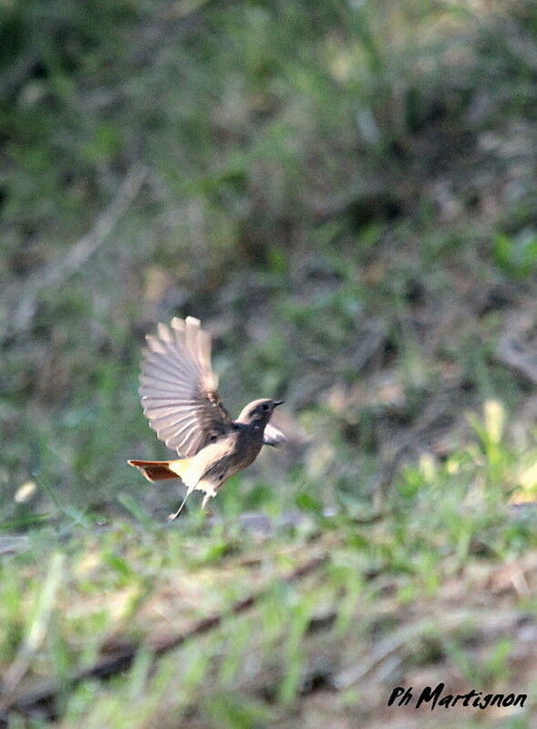 Black Redstart female