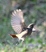 Black Redstart