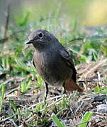 Black Redstart