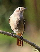 Black Redstart