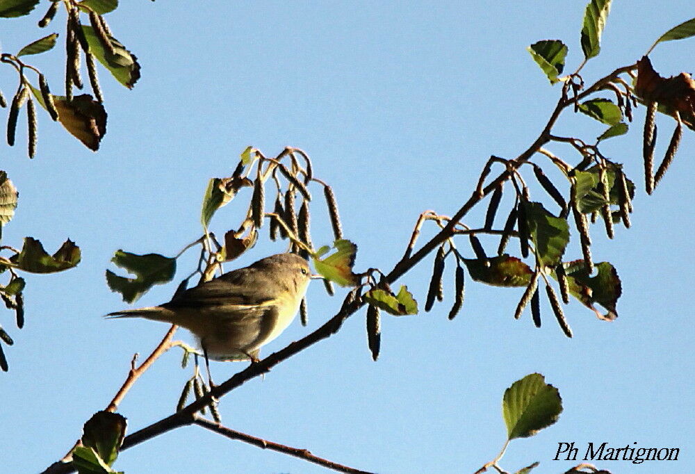 Marsh Warbler