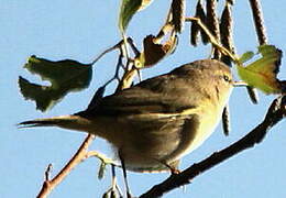 Marsh Warbler