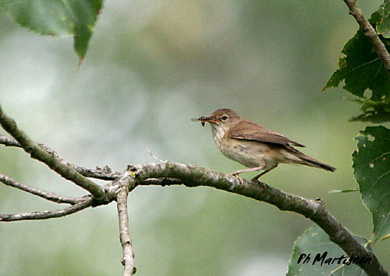 Marsh Warbleradult, feeding habits