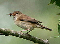 Marsh Warbler