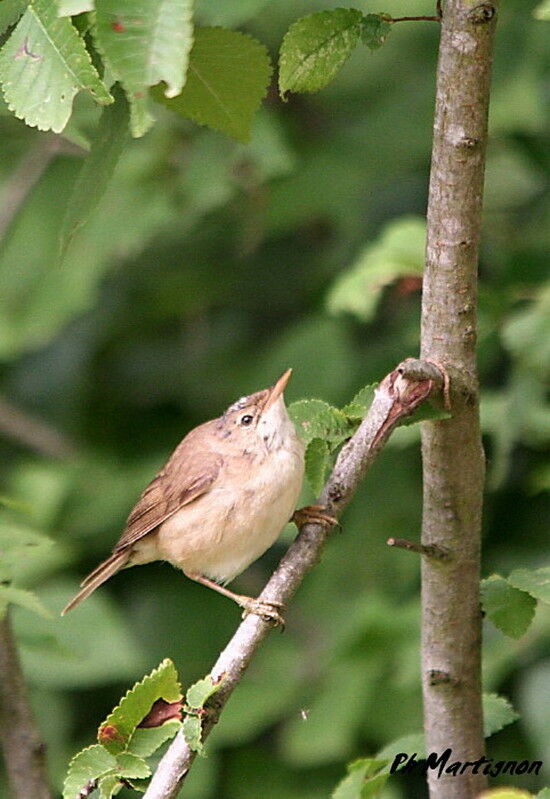 Marsh Warbler