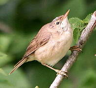 Marsh Warbler