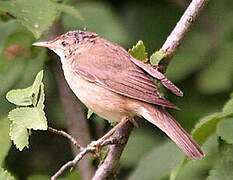 Marsh Warbler