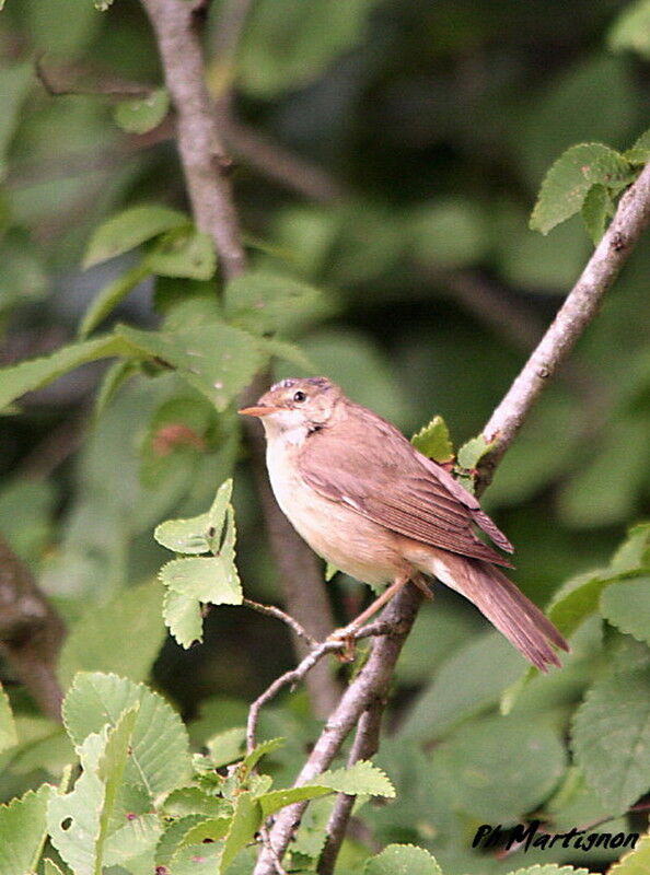 Marsh Warbler