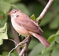 Marsh Warbler