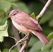 Marsh Warbler