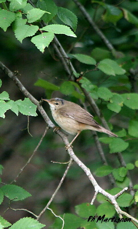 Marsh Warbler