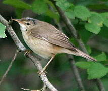 Marsh Warbler