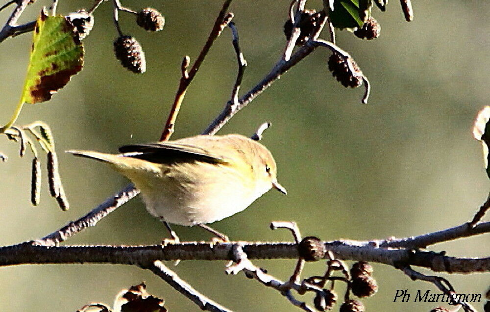 Marsh Warbler