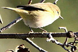 Marsh Warbler