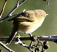 Marsh Warbler