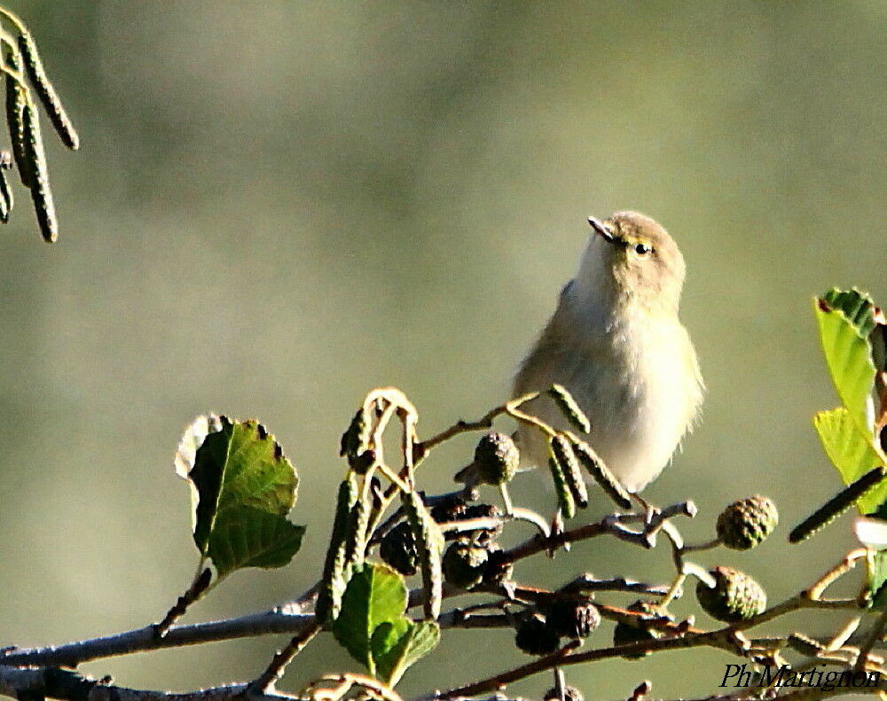 Marsh Warbler