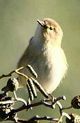 Marsh Warbler