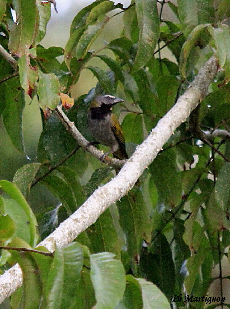 Buff-throated Saltator