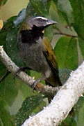 Buff-throated Saltator