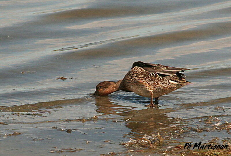 Eurasian Teal