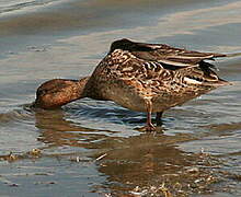 Eurasian Teal