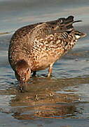 Eurasian Teal