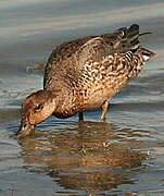 Eurasian Teal