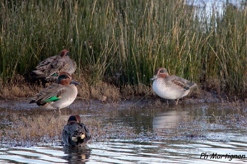 Eurasian Teal