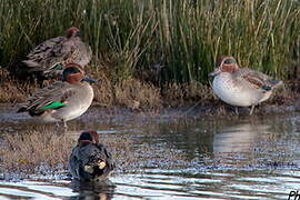 Eurasian Teal