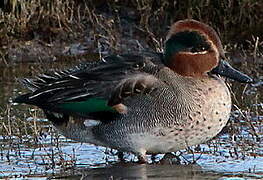 Eurasian Teal