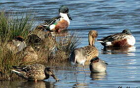 Eurasian Teal