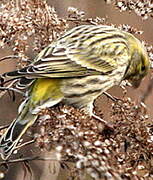 European Serin