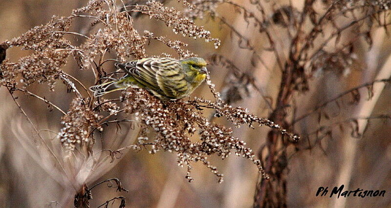 European Serin, identification