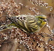 European Serin